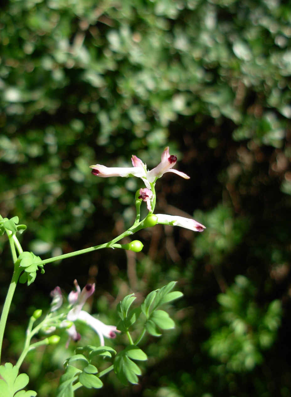 Fumaria bicolor / Fumaria insulare